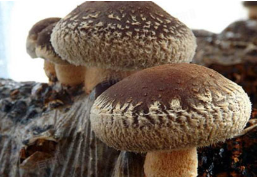 香菇多糖（CAS:37339-90-5）的作用功效